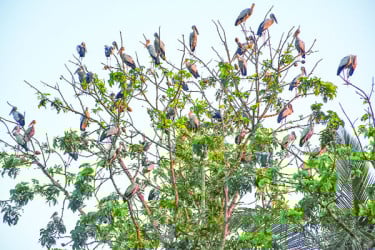 অতিথি পাখিতে মুখর গ্রাম