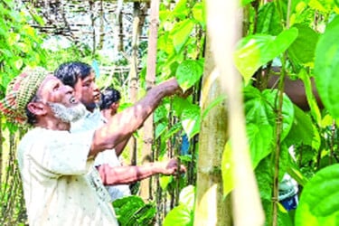 পানের রসে রঙিন গ্রাম