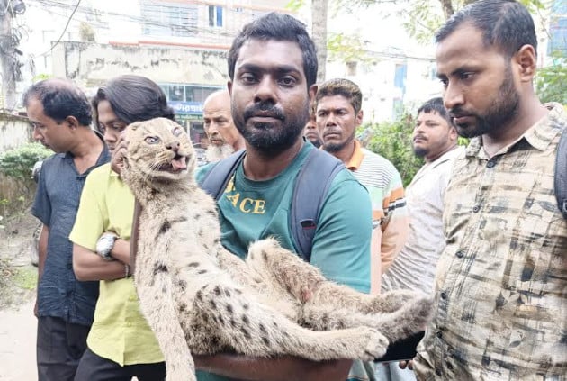 খাবারের সন্ধানে এসে জালে আটকা মেছোবাঘ