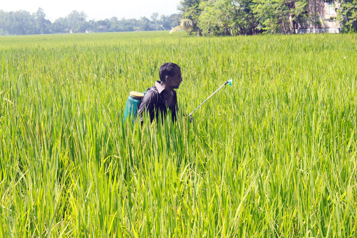 মাজরা ও কারেন্ট পোকার আক্রমণে বিপাকে আমন চাষিরা