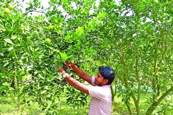 মাল্টা চাষে বাজিমাত