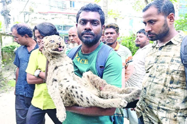 খাবারের সন্ধানে এসে জালে আটক মেছো বাঘ