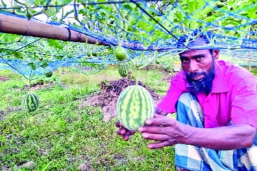 চার মাসেই ফলন তরমুজের