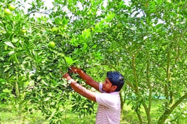 মাল্টা চাষে বাজিমাত