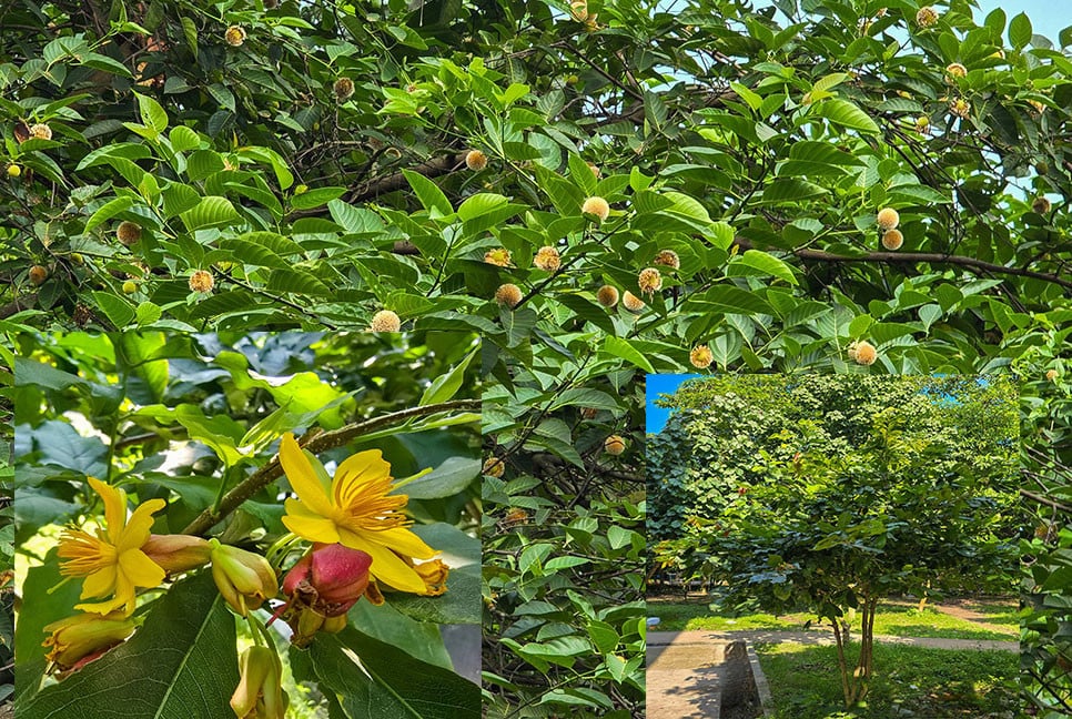 অসময়ে দেখা কনকচাঁপা, কদম ও কৃষ্ণচূড়ার