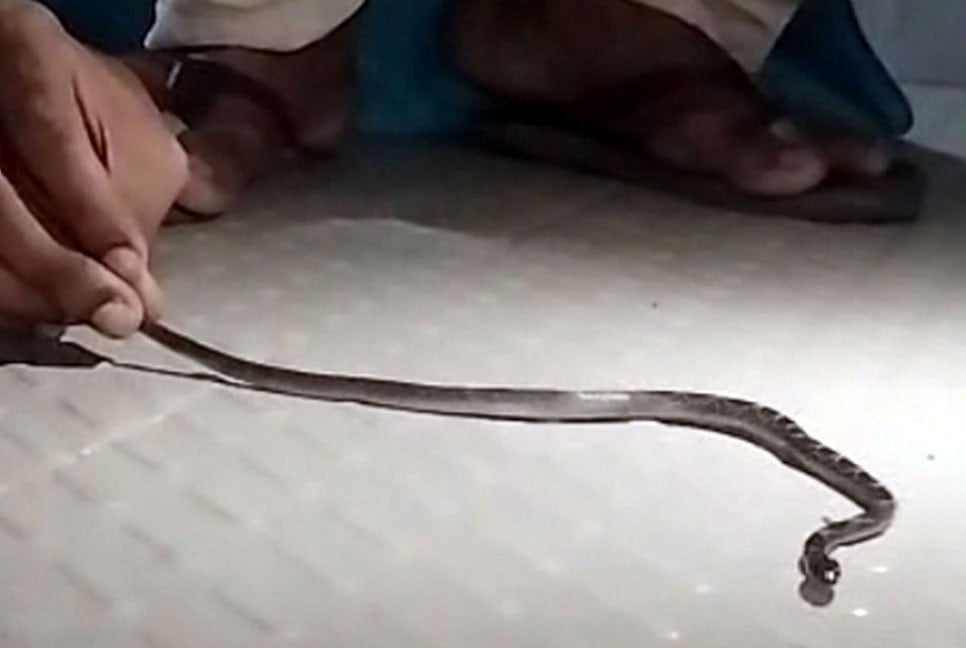 কলাপাড়ায় ঘরগিন্নি সাপ উদ্ধার