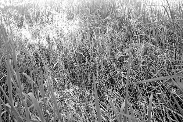 খেতে মাজরা-কারেন্ট পোকার হানা