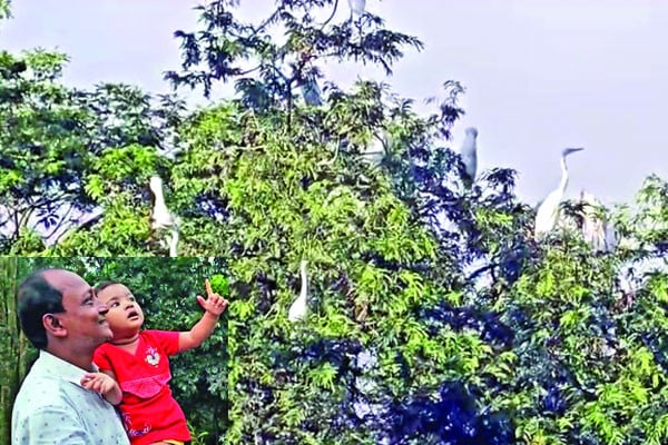 অন্যরকম পাখির বাড়ি
