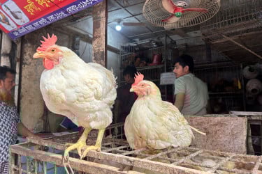 ব্রয়লার ১৭০, পাঙাশ ১৮০, গরু ৭৪০, ডিমের হালি ৫০....