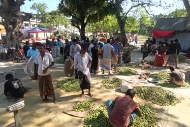 জলপাই হাটে কেনা বেচা হয় কোটি টাকার জলপাই