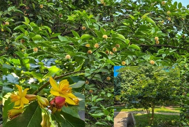 অসময়ে দেখা কনকচাঁপা, কদম ও কৃষ্ণচূড়ার