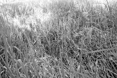 খেতে মাজরা-কারেন্ট পোকার হানা