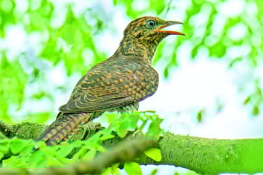 গানের পাখি পাপিয়া