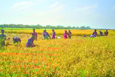 আগাম আমন ধানে বগুড়ায় কৃষকের মুখে হাসির ঝিলিক
