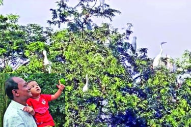 অন্যরকম পাখির বাড়ি