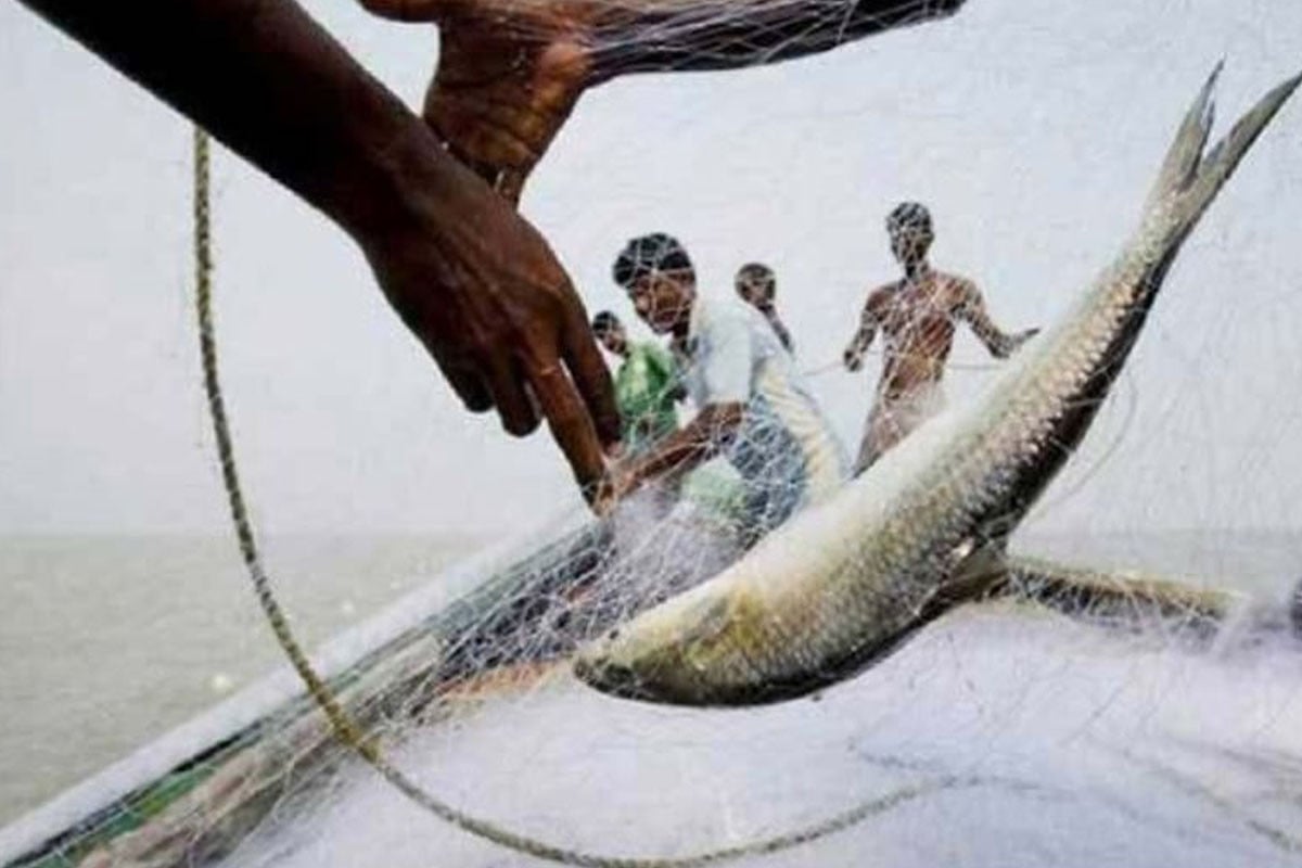 ২২ দিনের নিষেধাজ্ঞা শেষ হচ্ছে আজ, মধ্য রাত থেকে ইলিশ ধরা শুরু