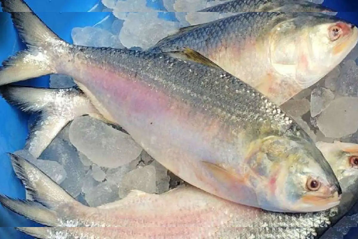 মধ্যরাত থেকে মেঘনা ও তেঁতুলিয়ায় ইলিশ ধরা শুরু