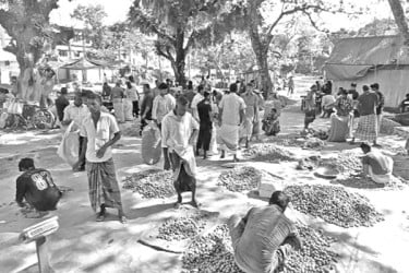 হাটে দিনে বিক্রি কোটি টাকার জলপাই