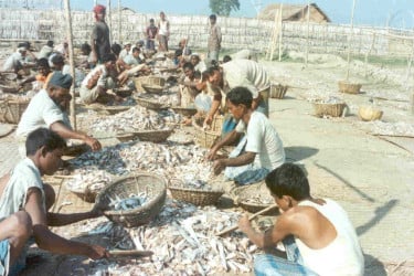 সুন্দরবনের দুবলায় শুঁটকি মৌসুম শুরু