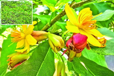 অসময়ে কনকচাঁপা কদম কৃষ্ণচূড়া