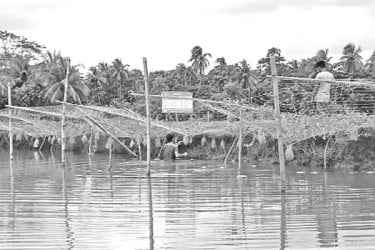 ঘেরের পড়ে থাকা বাঁধে ১২ কোটি টাকার তরমুজ