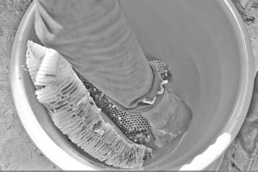 মধু সংগ্রহে জীবন জীবিকা