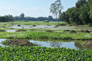 হারিয়ে যাচ্ছে ঐতিহ্যের অহংকার ‘কালিদহ সাগর’