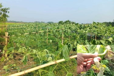 ২০ শতক জমির লাউগাছ কেটে দিল দুর্বৃত্তরা, কান্নায় ভেঙে পড়েছেন কৃষক