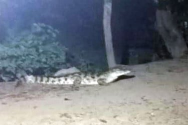 মুন্সীগঞ্জের পদ্মাপাড়ে লোকালয়ে কুমির, আতঙ্কে গ্রামবাসী