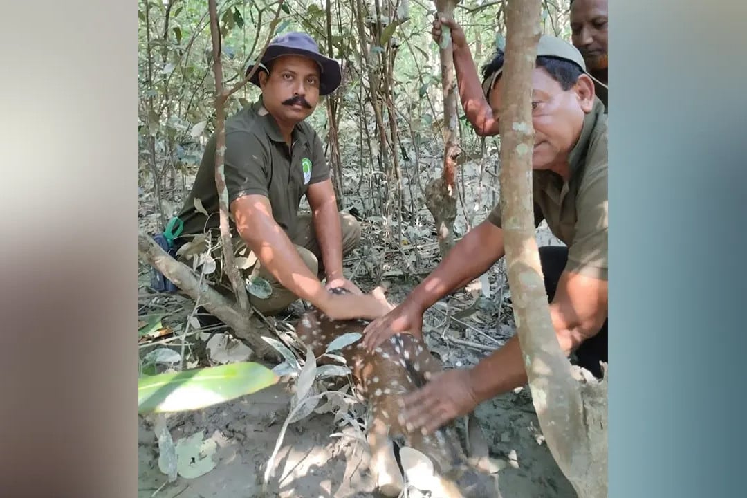 শিকারির পাতা ফাঁদে আটকে পড়া চিত্রা হরিণ উদ্ধার