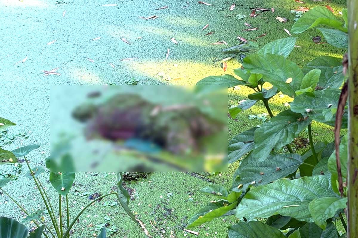 বেনাপোলে পুকুর থেকে অজ্ঞাত যুবকের মরদেহ উদ্ধার