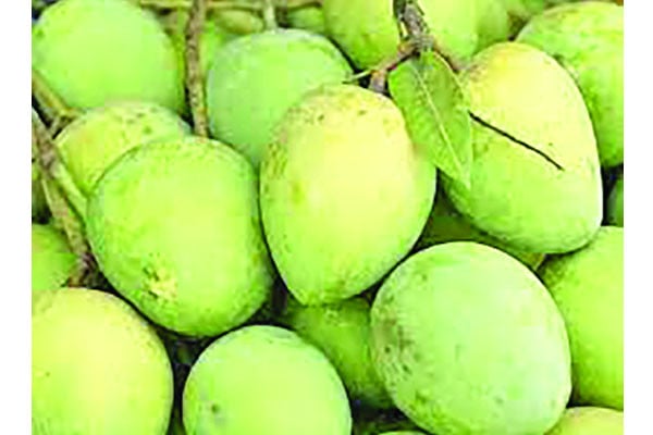 হাঁড়িভাঙা রক্ষায় হচ্ছে সংরক্ষণাগার