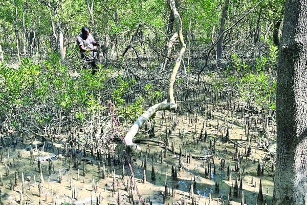 বিষেই শেষ সুন্দরবনের প্রাণপ্রকৃতি