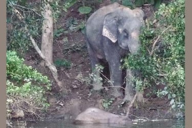 ৬ দিন পর কাপ্তাই থেকে সেই হাতি শাবকের মরদেহ উদ্ধার