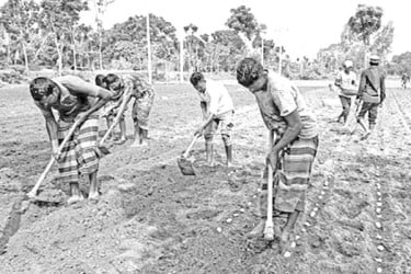 বেশি লাভের আশা, আলু চাষে ব্যস্ত কৃষক