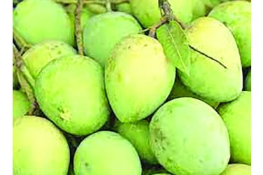 হাঁড়িভাঙা রক্ষায় হচ্ছে সংরক্ষণাগার