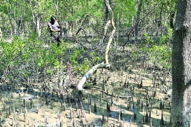 বিষেই শেষ সুন্দরবনের প্রাণপ্রকৃতি