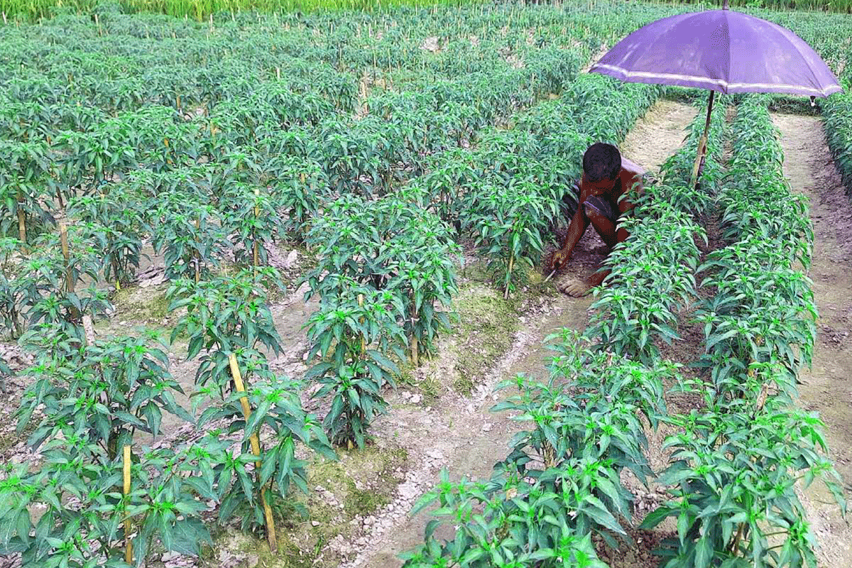 বগুড়ায় হাইব্রিড জাতের মরিচ চাষে ঝুঁকছেন কৃষকরা