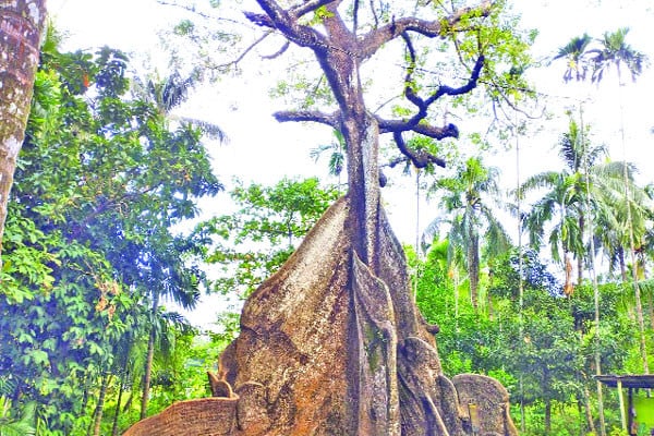 শিমুল গাছের বয়স ২০০ বছর
