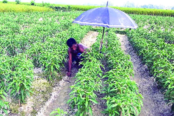 হাইব্রিড মরিচে কৃষকের মুখে হাসি