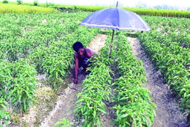 হাইব্রিড মরিচে কৃষকের মুখে হাসি