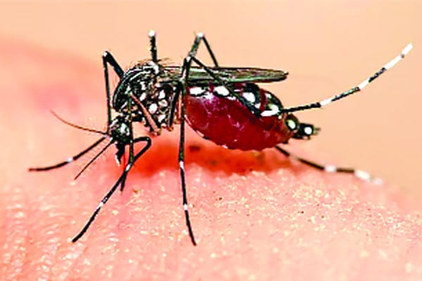 ডেঙ্গুতে মৃত্যুর মিছিল বাড়ছেই