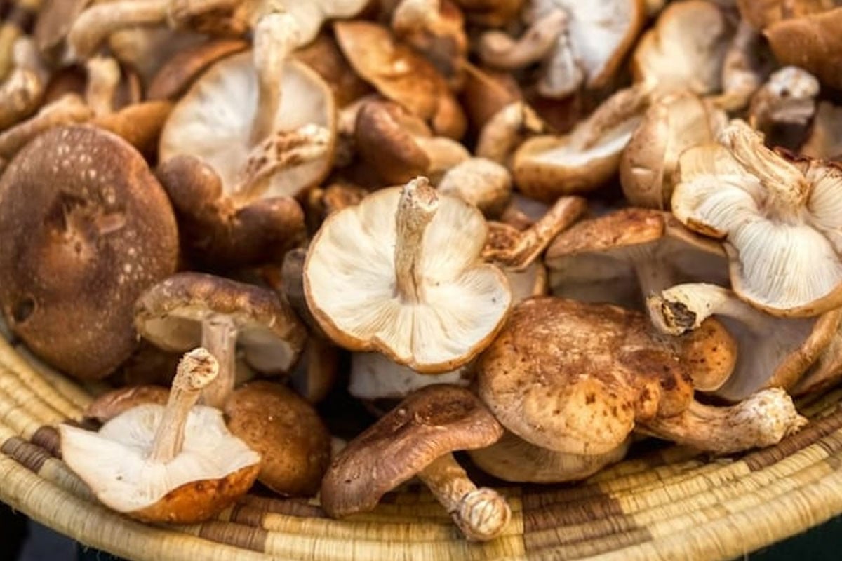 ছত্রাক দিয়েই সম্ভব মেমোরি চিপ : গবেষকদের নতুন উদ্ভাবন