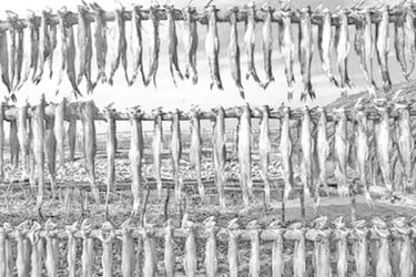 সুন্দরবনের দুবলায় শুঁটকি উৎসব