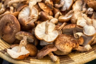 ছত্রাক দিয়েই সম্ভব মেমোরি চিপ : গবেষকদের নতুন উদ্ভাবন