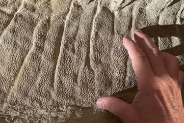 মাটির আবরণে সংরক্ষিত ছিল ডাইনোসরের দেহ