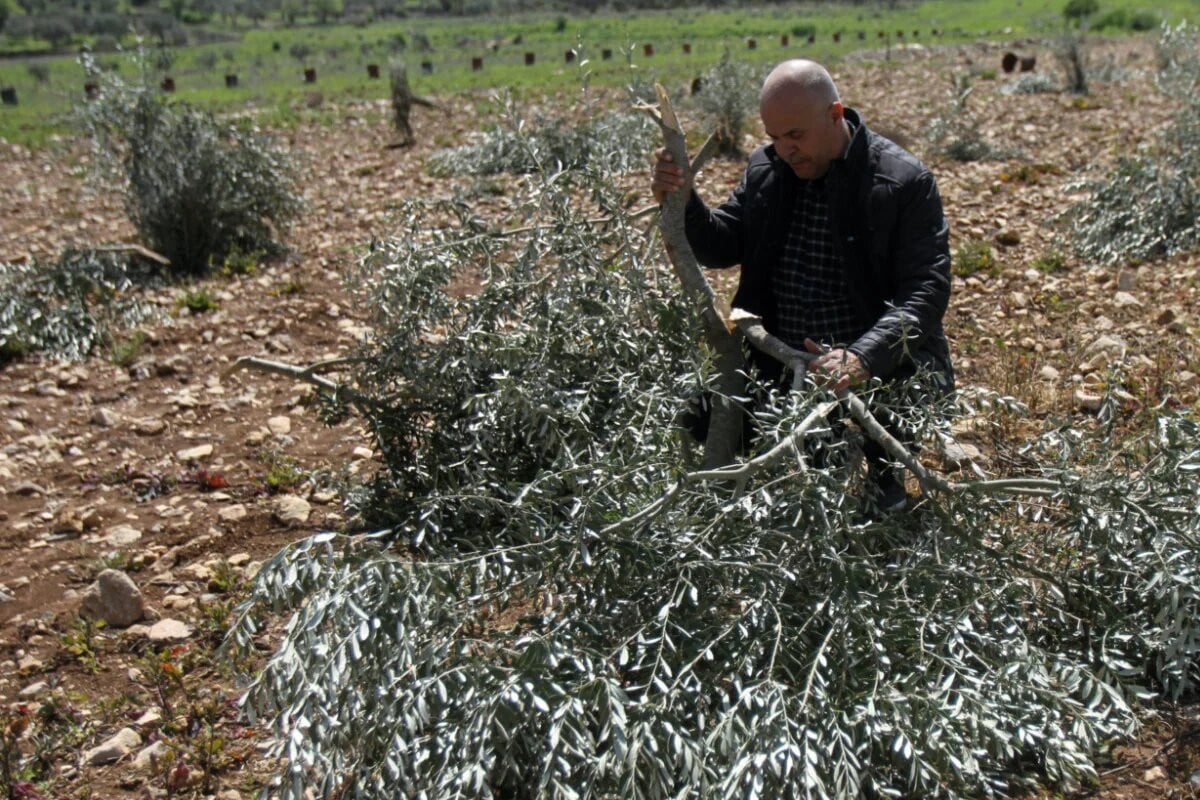 কেন ফিলিস্তিনিদের জলপাই গাছ ধ্বংস করছে ইসরায়েলিরা?