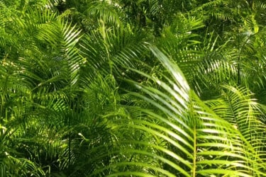 ঐতিহ্য ধরে রেখেছে ছোট বেত বাগান