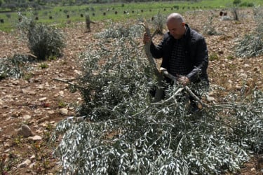 কেন ফিলিস্তিনিদের জলপাই গাছ ধ্বংস করছে ইসরায়েলিরা?