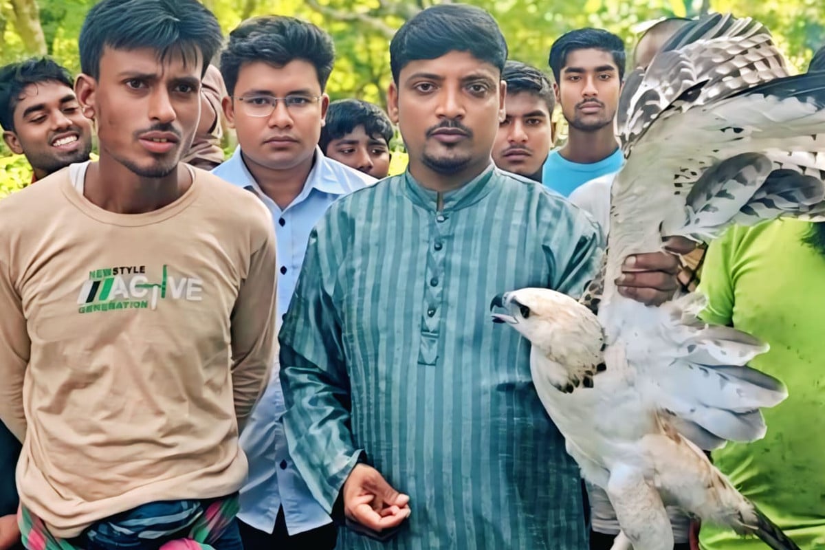 ঝিনাইদহে জালে আটকে পড়া দুটি ঈগল উদ্ধার ও অবমুক্ত